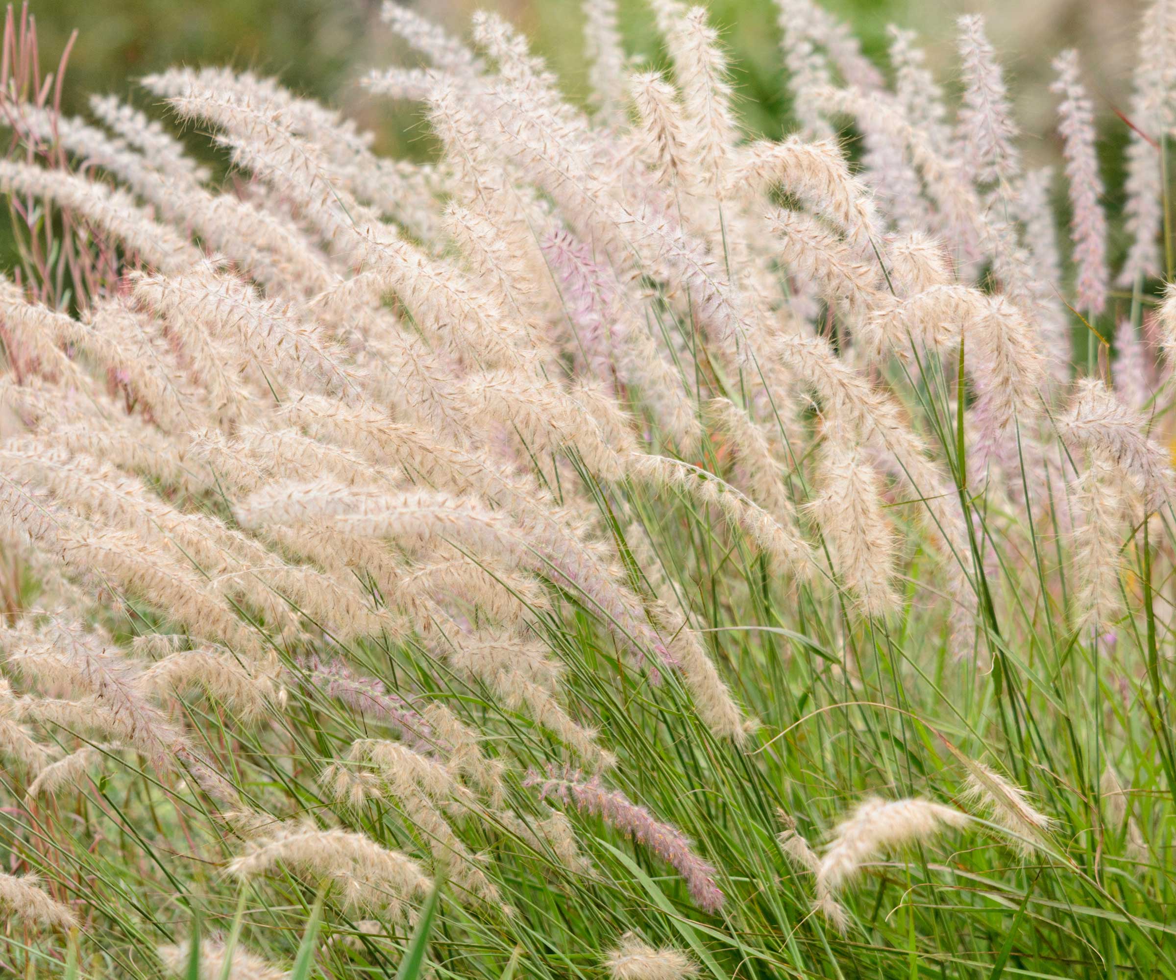 fountain grass