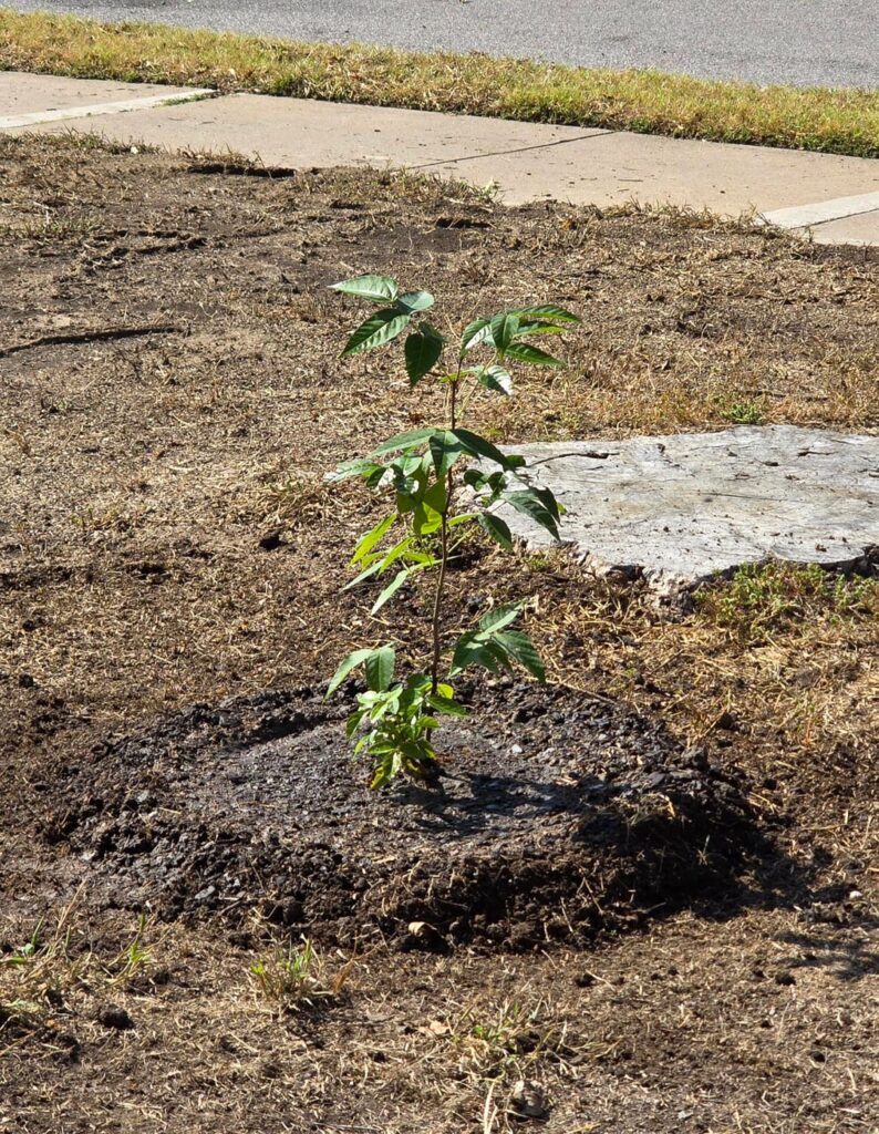 I have a jones for trees...