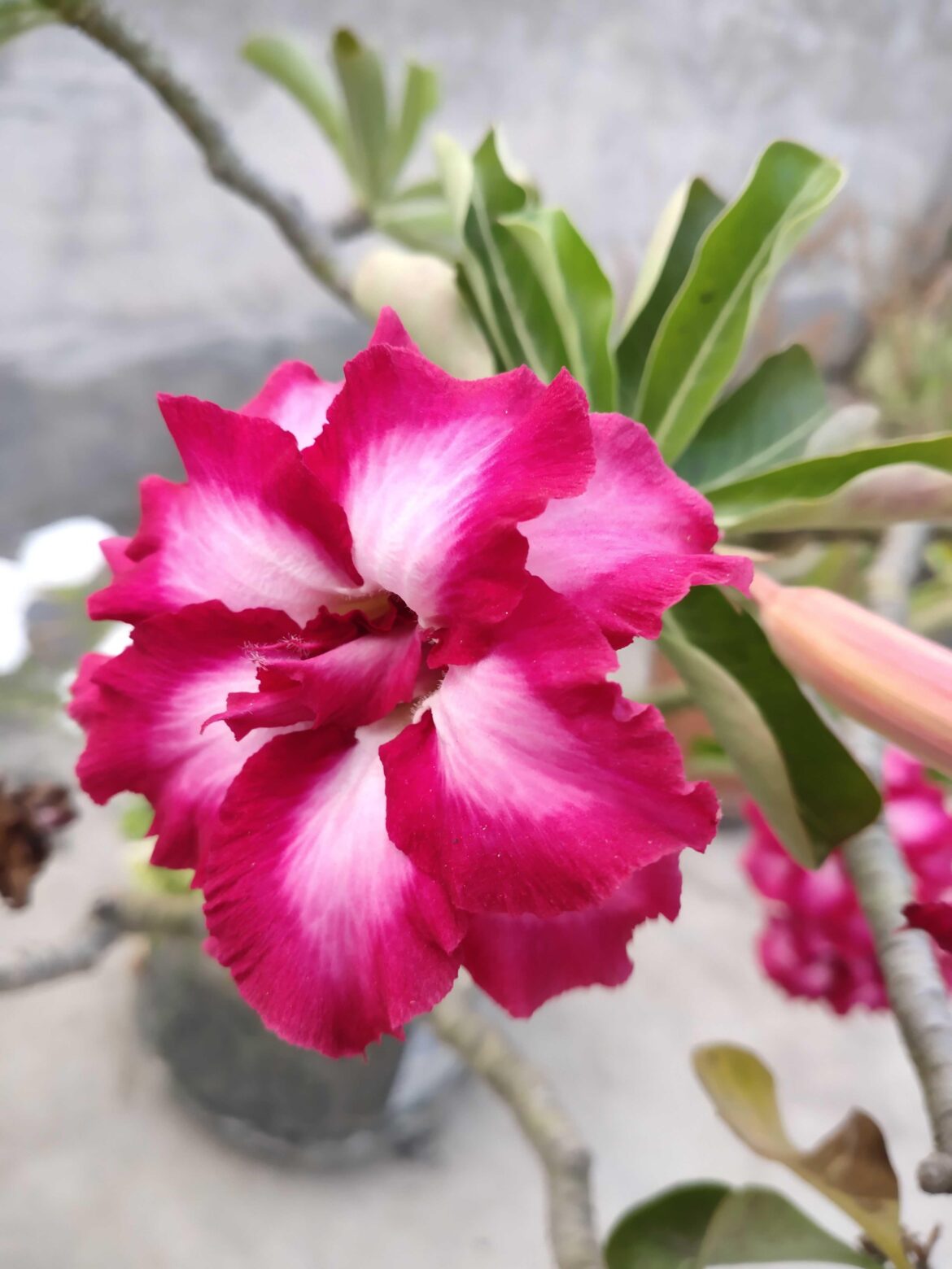 what do you call this flower in your language!