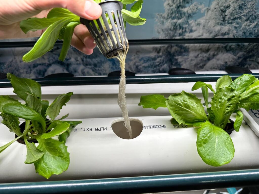 NFT Hydroponics Question: When do I move seedlings to the main channel? NFT Hydroponics Question: When do I move seedlings to the main channel?