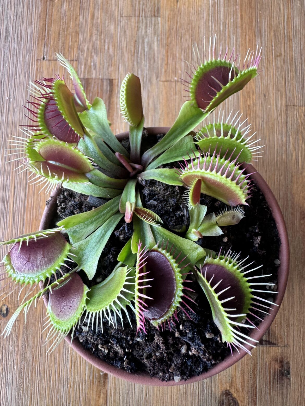 So many hungry mouths to feed, so little time