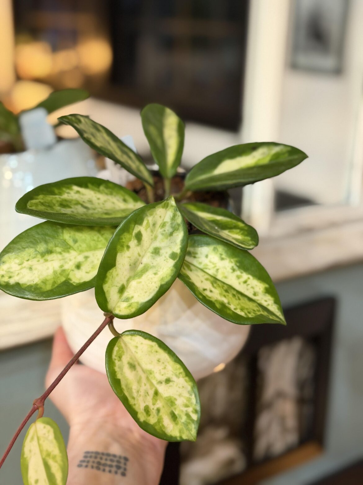 Check this beauty out