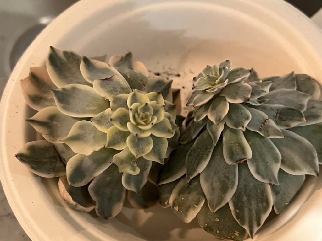 What are these subsessilis doing? What are these subsessilis doing?