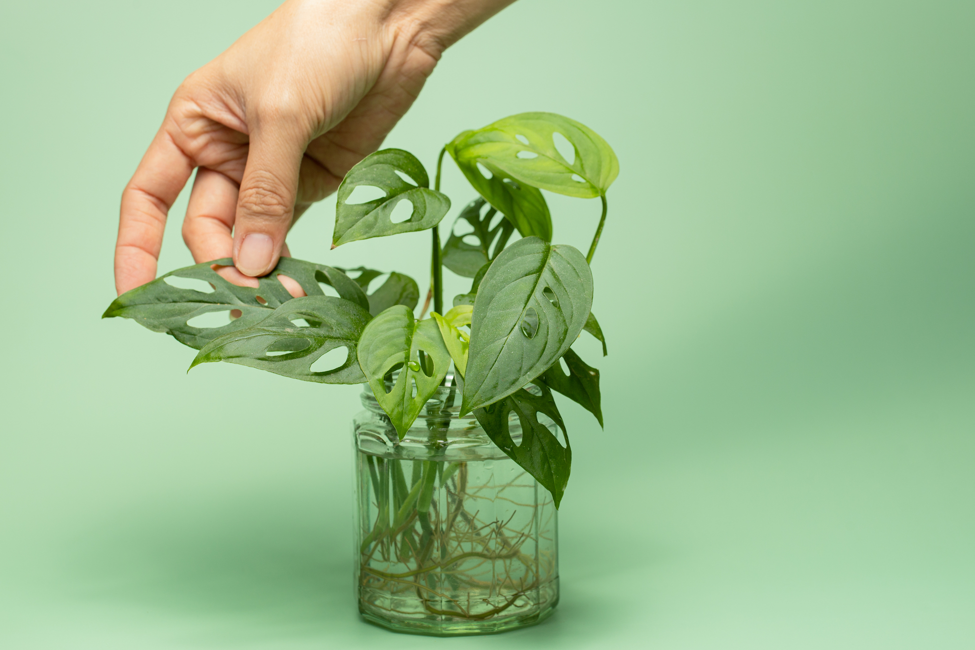 Monstera adansonii growing in water