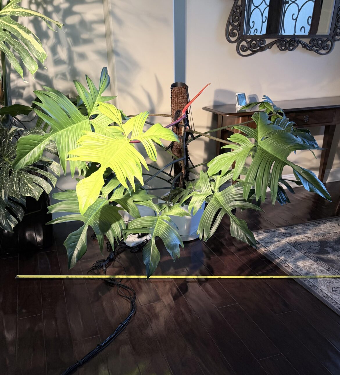 Florida Ghost - 7’ spread