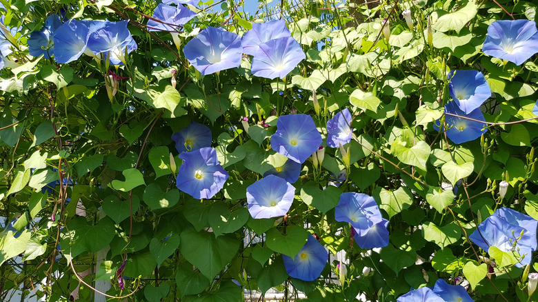 'Heavenly Blue' morning glory flowers receiving sunlight