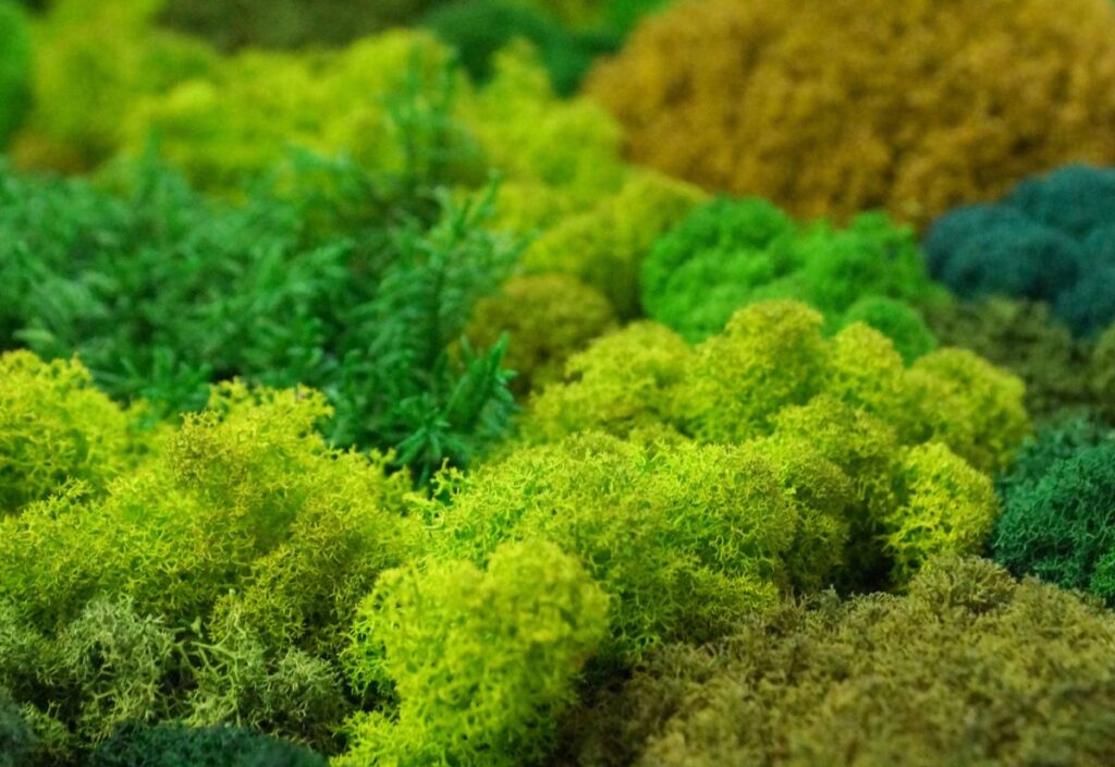 Close-up view of various shades of green and yellow mosses growing densely together, displaying different textures and forms—perfect inspiration for moss gardening enthusiasts.