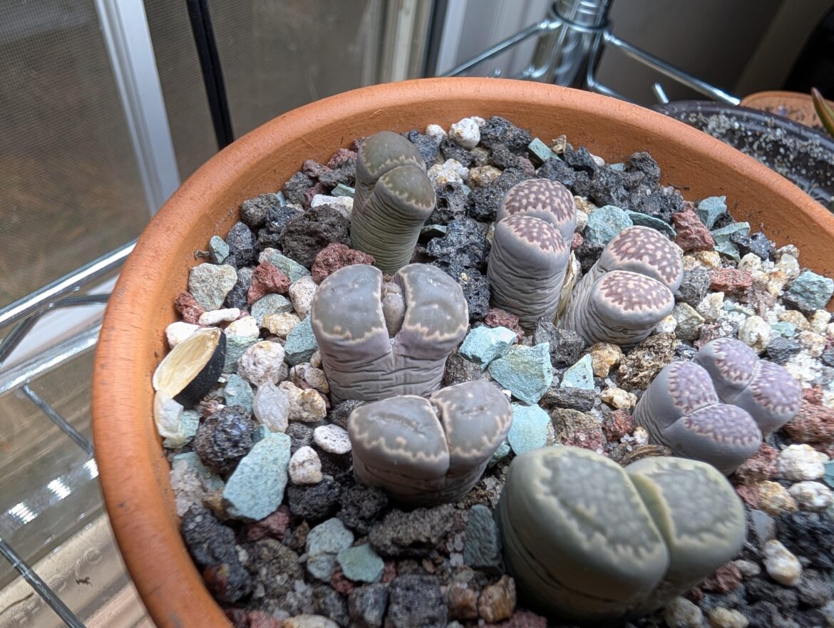 Is it splitting already? It just finished splitting a few months ago!