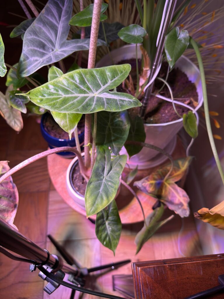 Should I cut off the droopy ones that appear dead