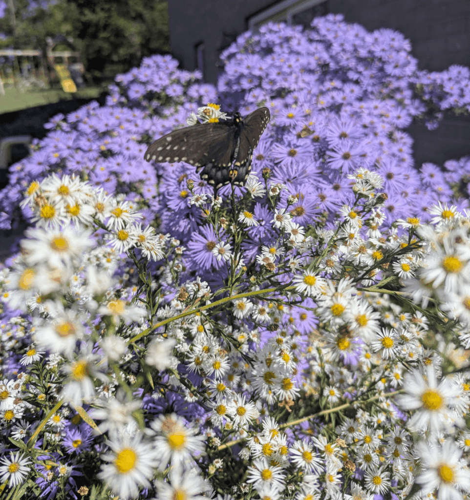 Asters still going strong 💪