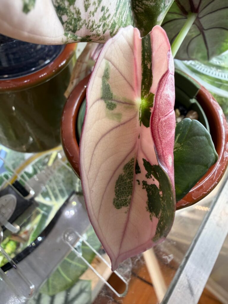 Finally part of the Pink Nebula club Finally part of the Pink Nebula club