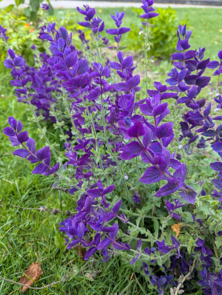 Getting chilly and freezing here but this plant still has striking purple flowers, it is an annual flowers I believe, Ontario Canada zone 5B