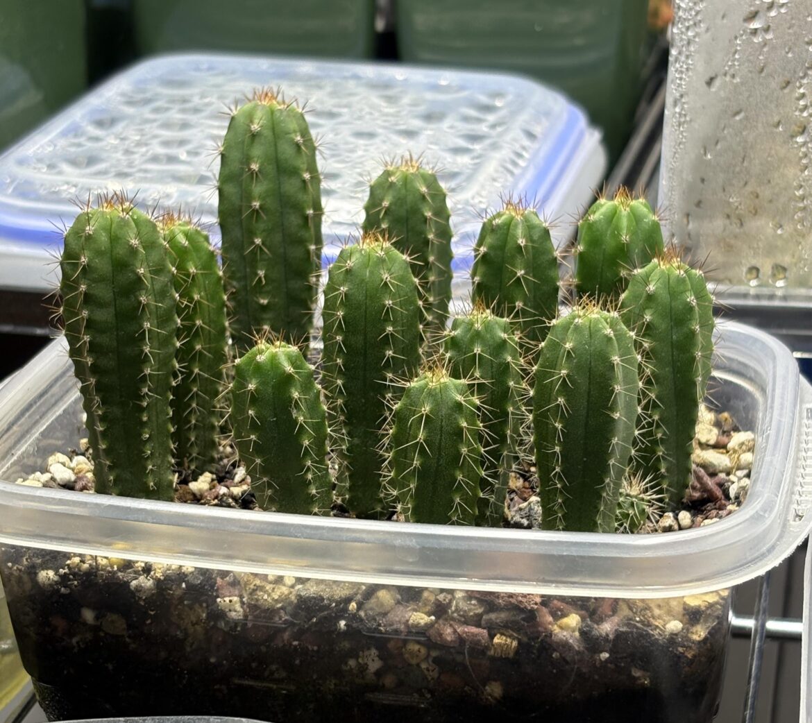 7 month old seedlings