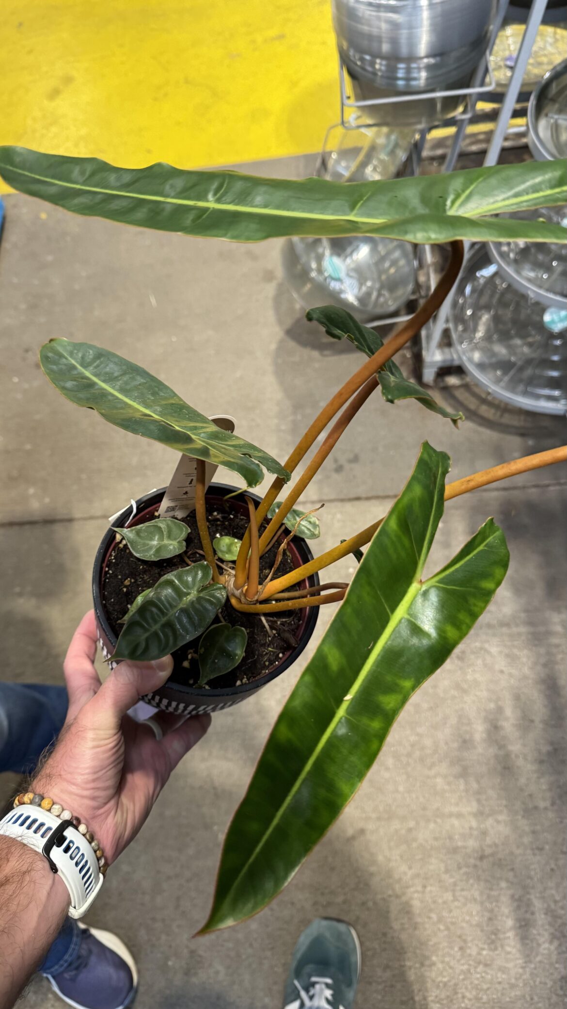 Is this what I think it is… at Lowe’s?