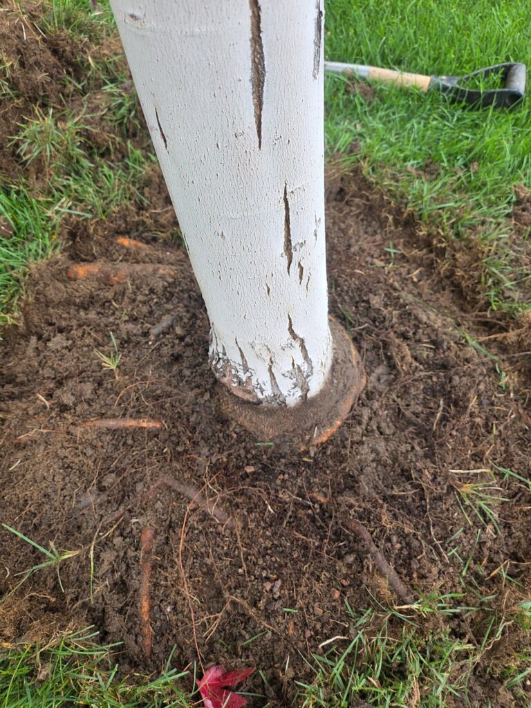 Too big of a girdling root to cut?