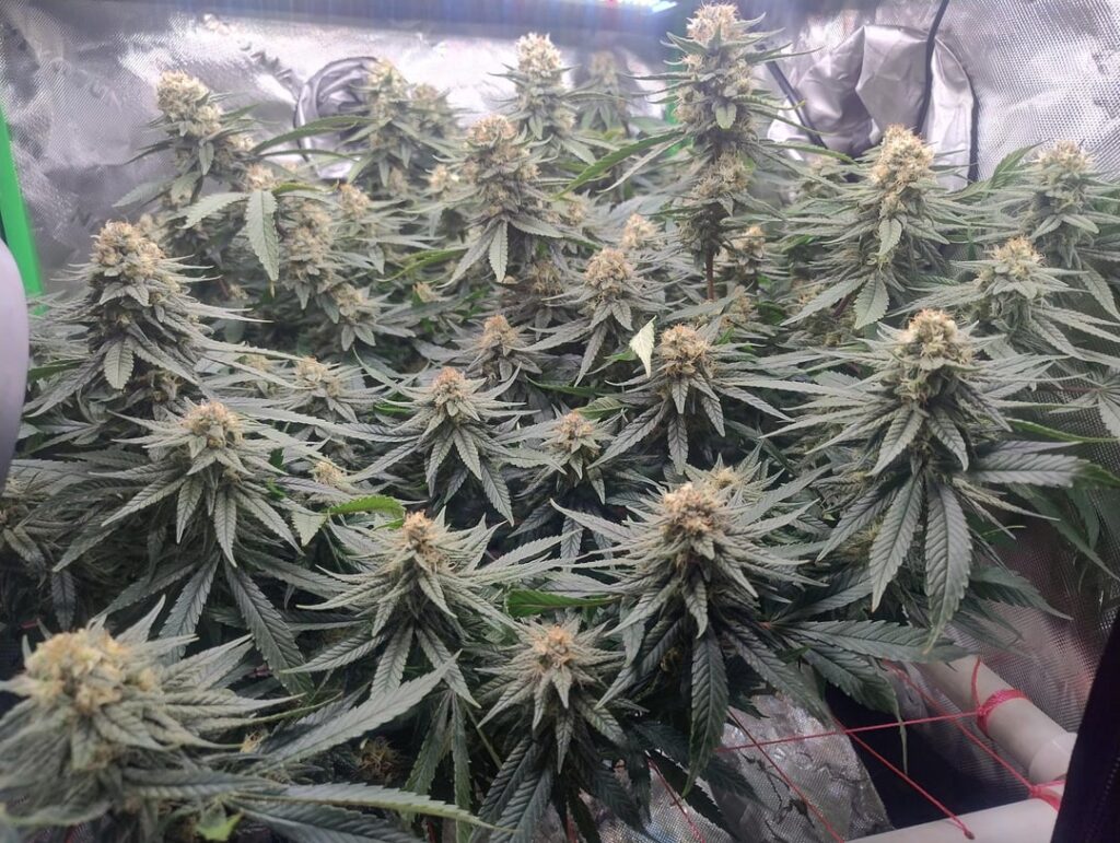 Never going back to soil