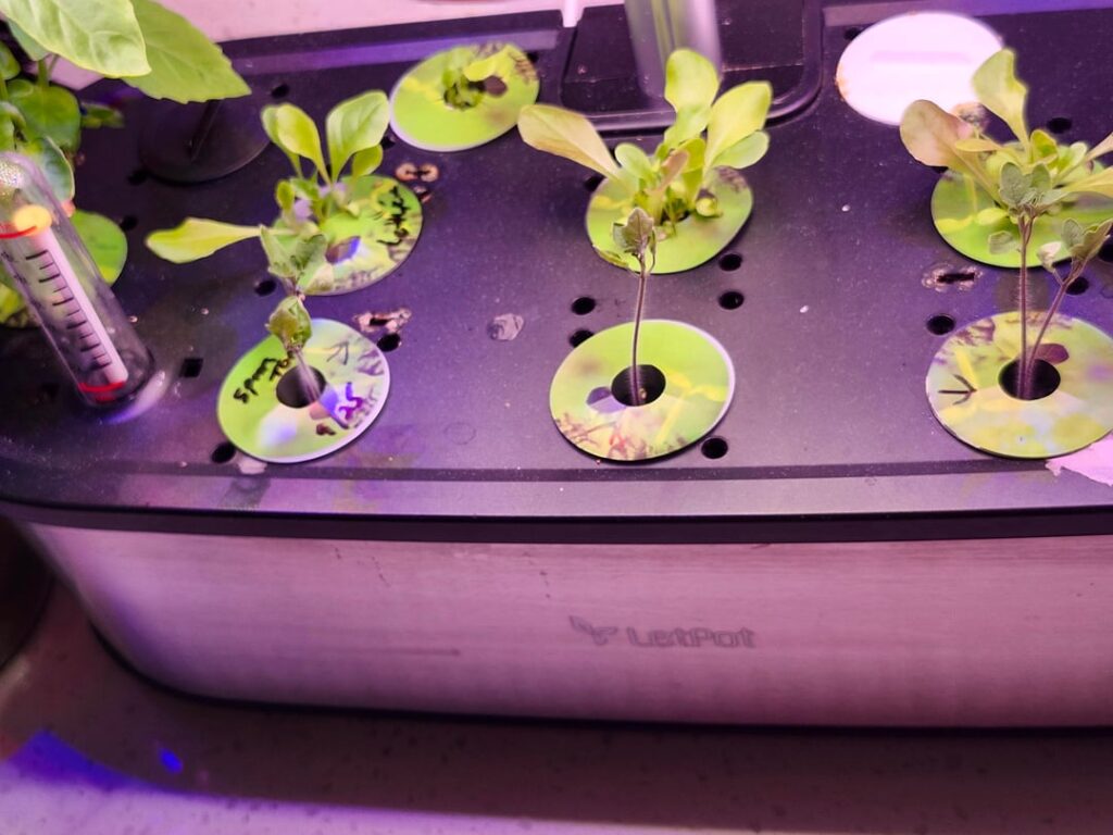 I love my hydroponics!