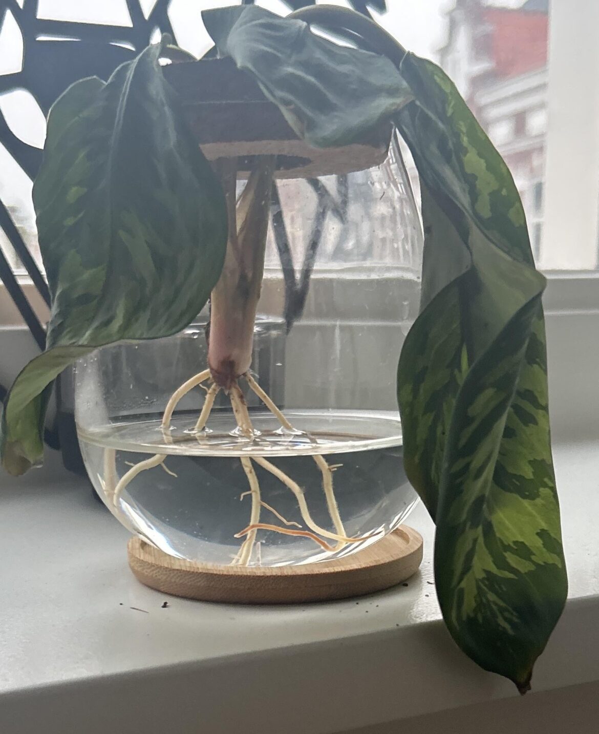 Droopy leaves