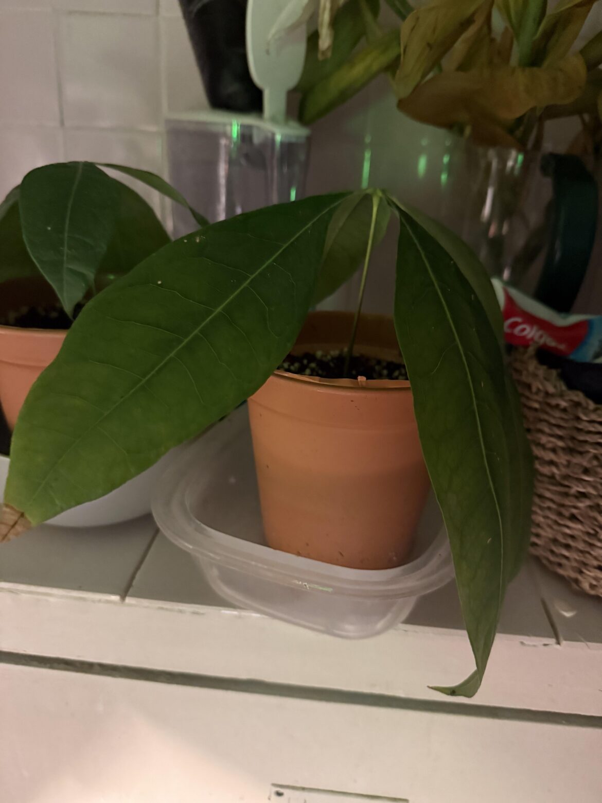 Are my propagation leaves too big?