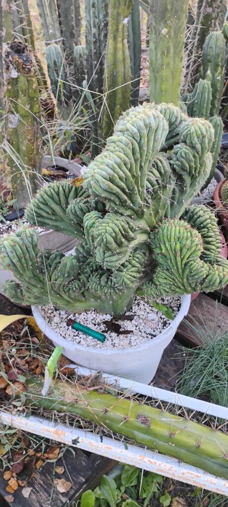 Mutants in the morning