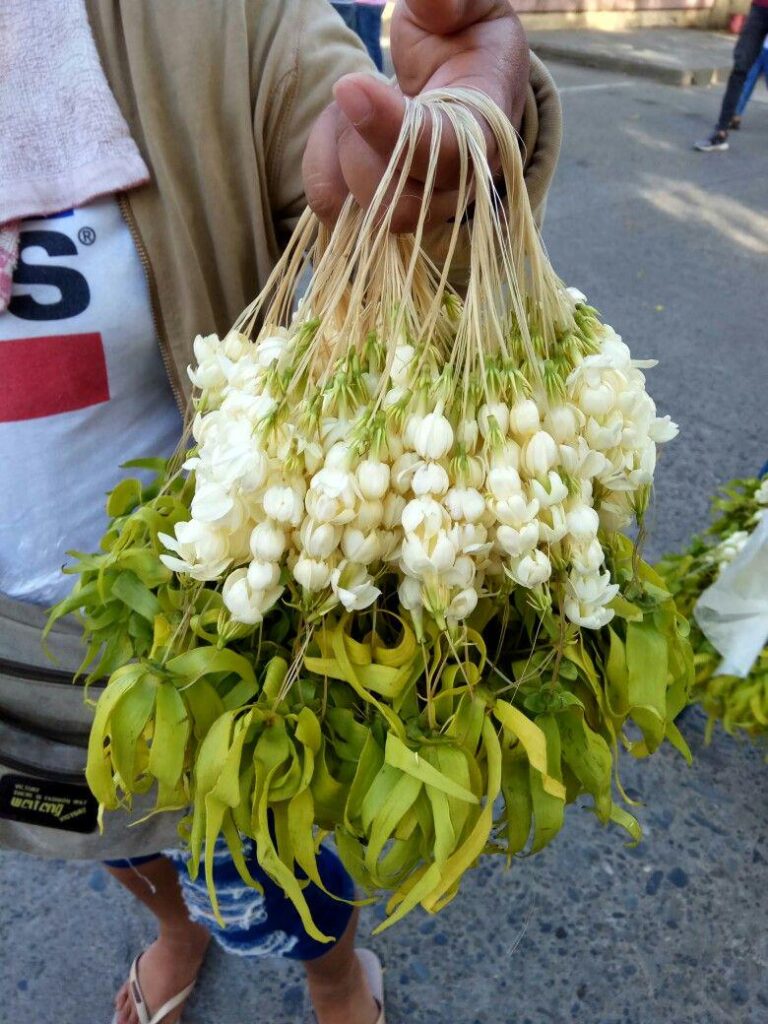 Sampaguita flowers