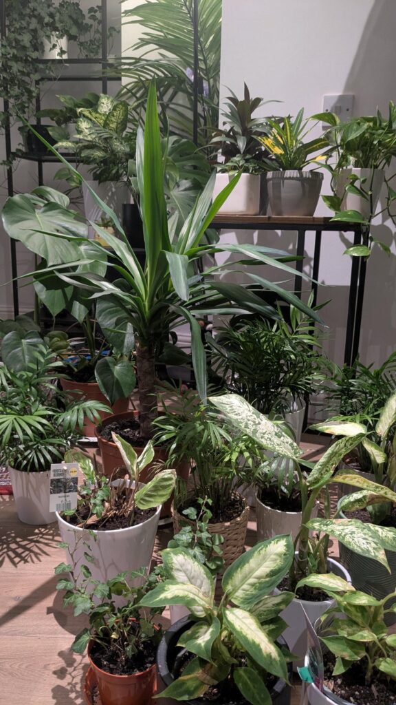 The indoor garden still looking good coming into autumn!
