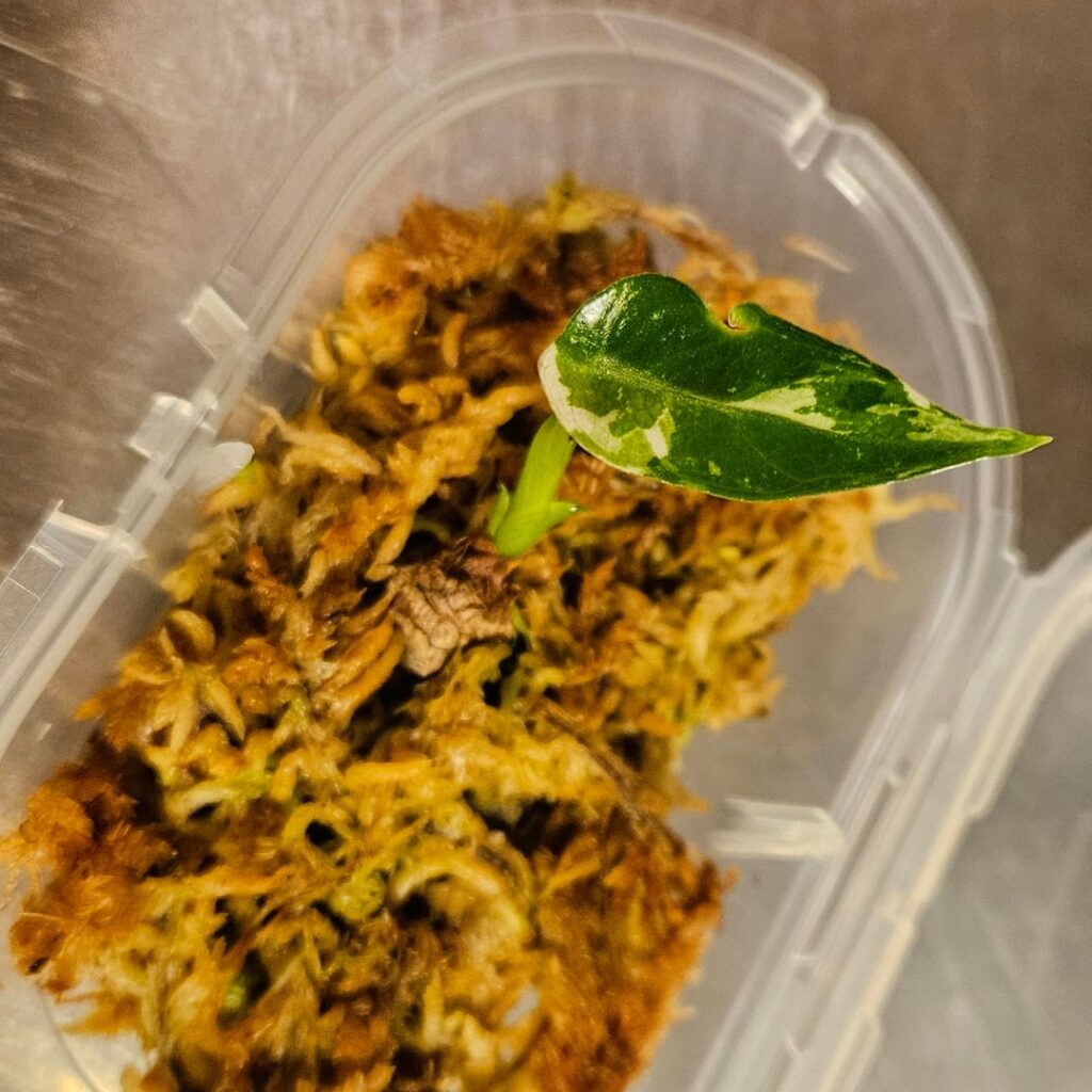 I planted my first ever corm after letting it sprout in sphagnum moss. It's a bambino pink.