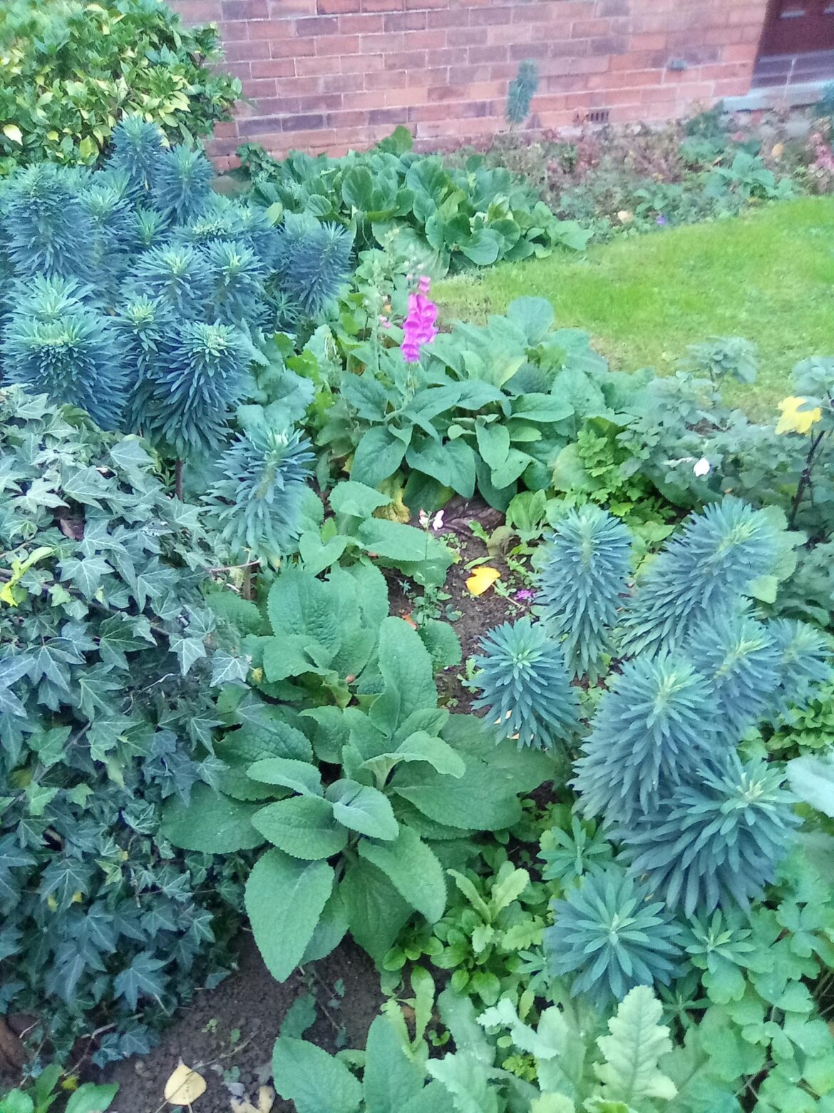 Anyone here still have any foxgloves in flower?