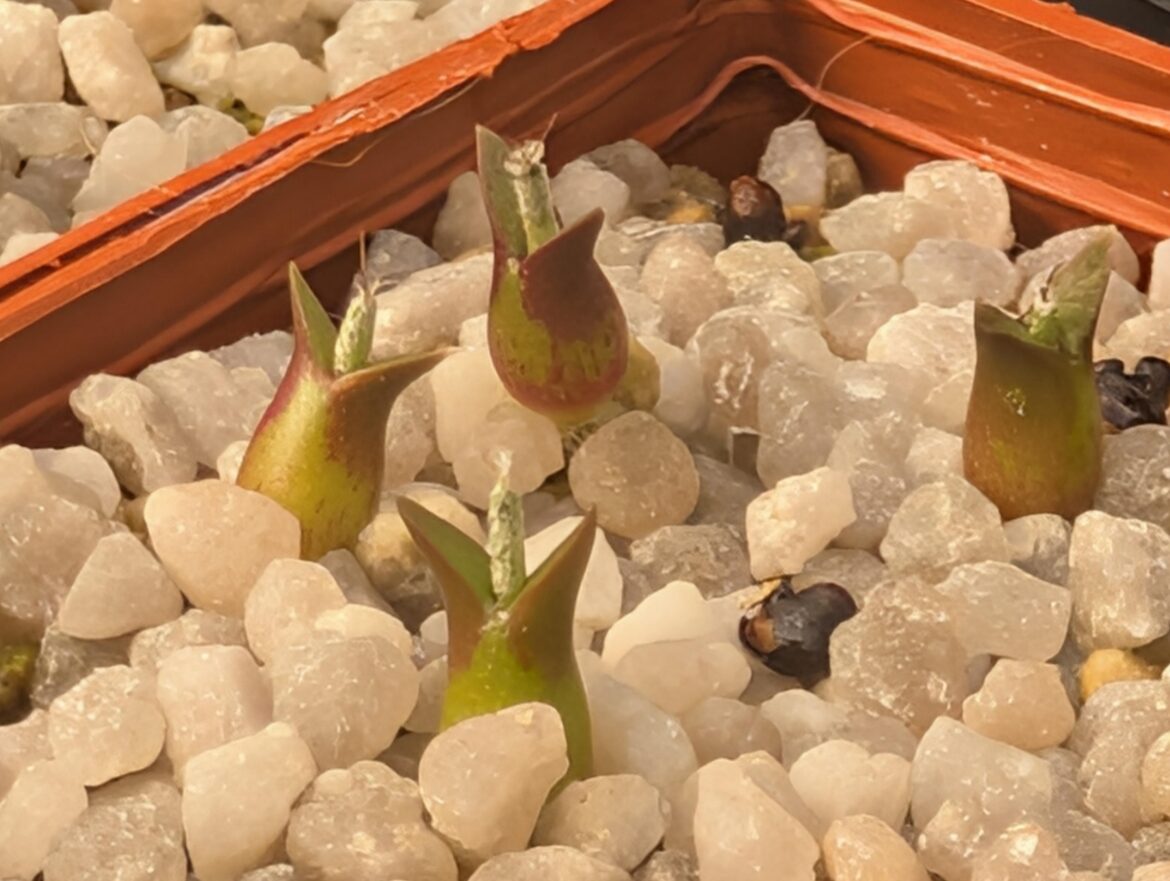 5-weeks Astrophytum caput-medusae, where would you cut? 5-weeks Astrophytum caput-medusae, where would you cut?