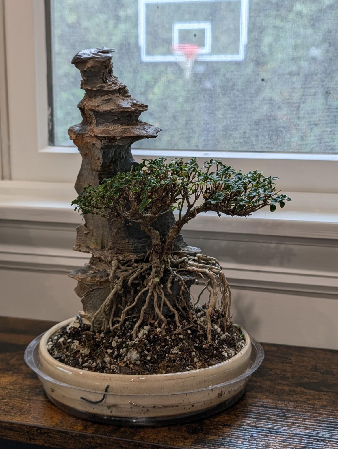 Serissa Over rock I have been working on.