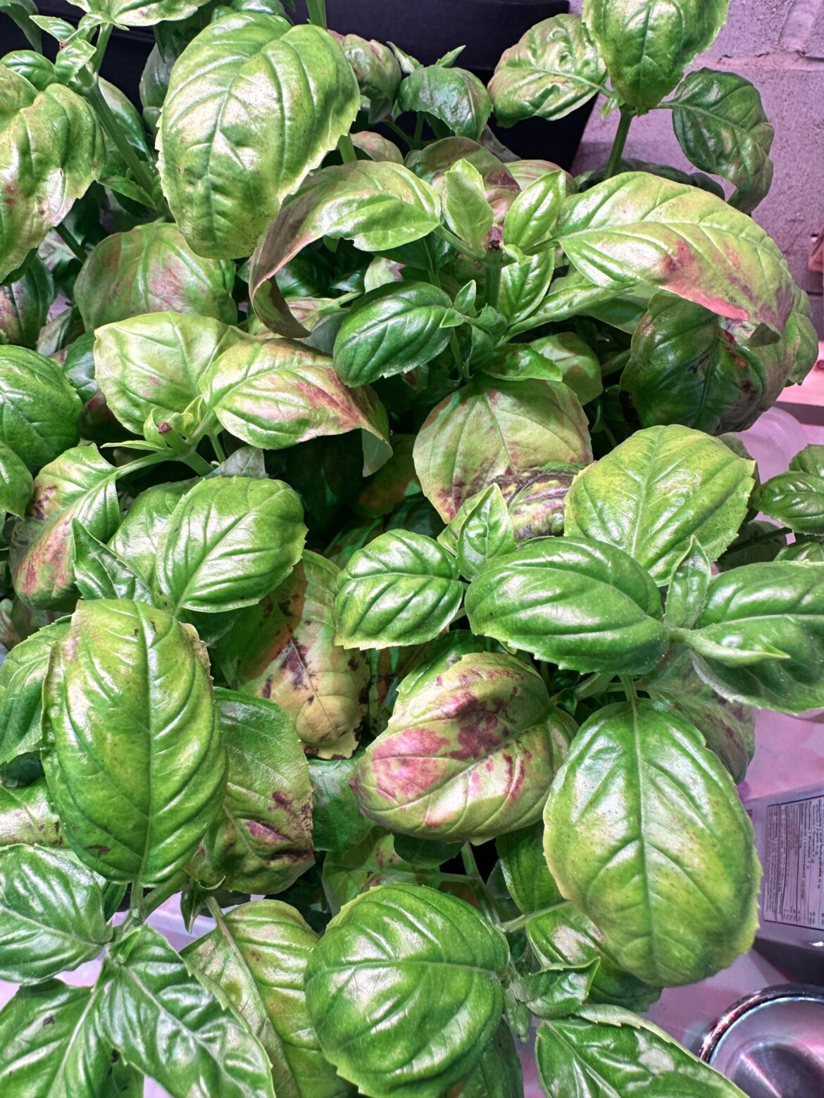What is wrong with my basil?