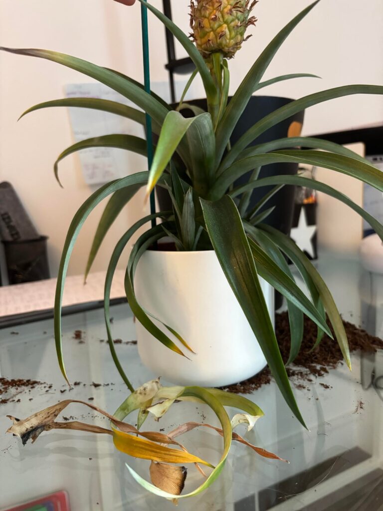 HELPPPP PLEASE HELPPPP PLEASE