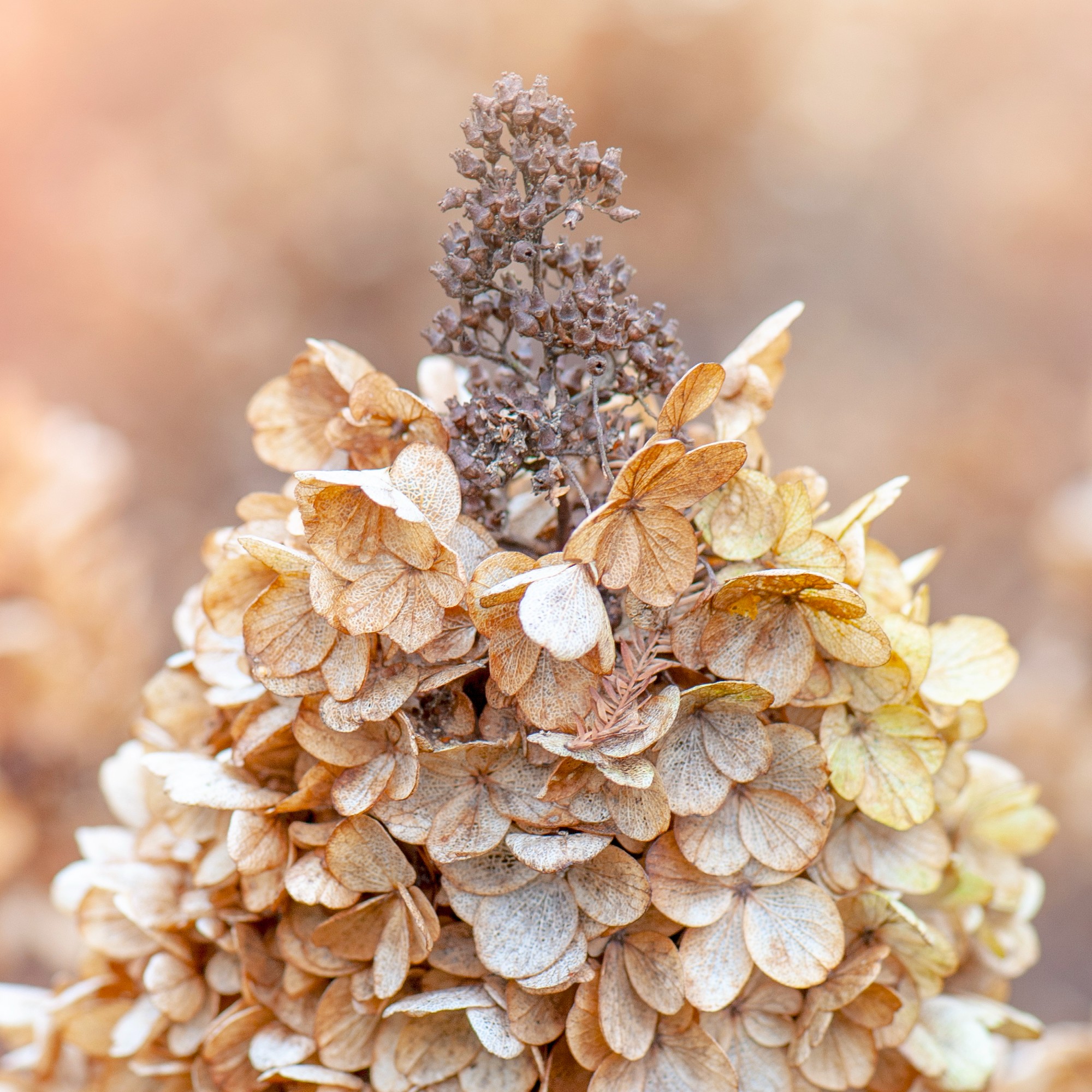 Close up of a spent dried hydrangea plant flower head