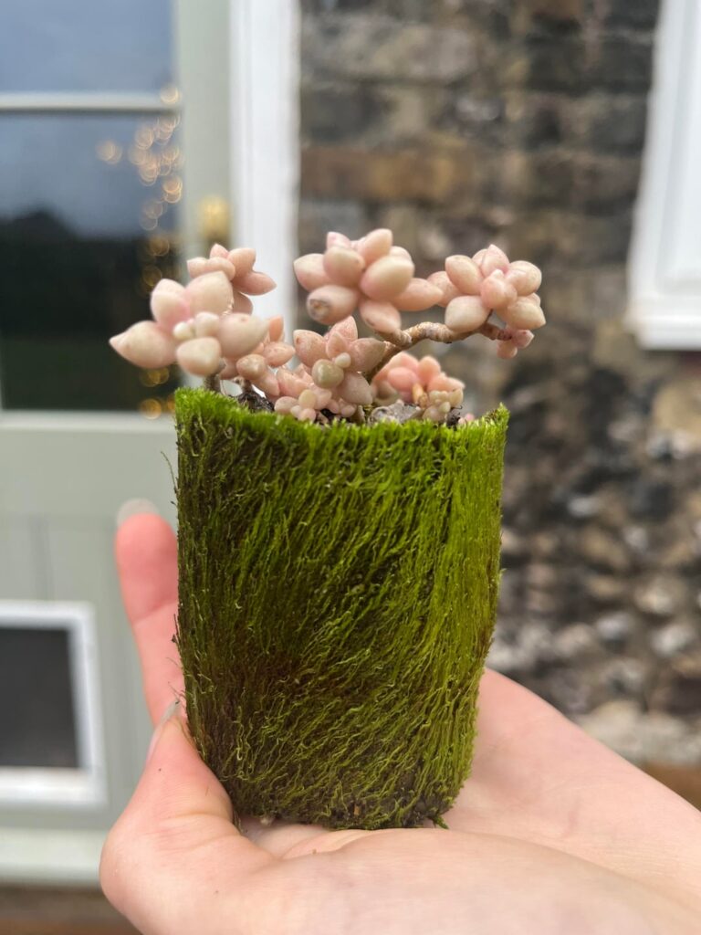 My mossy pillar of G.mendozae mirinae