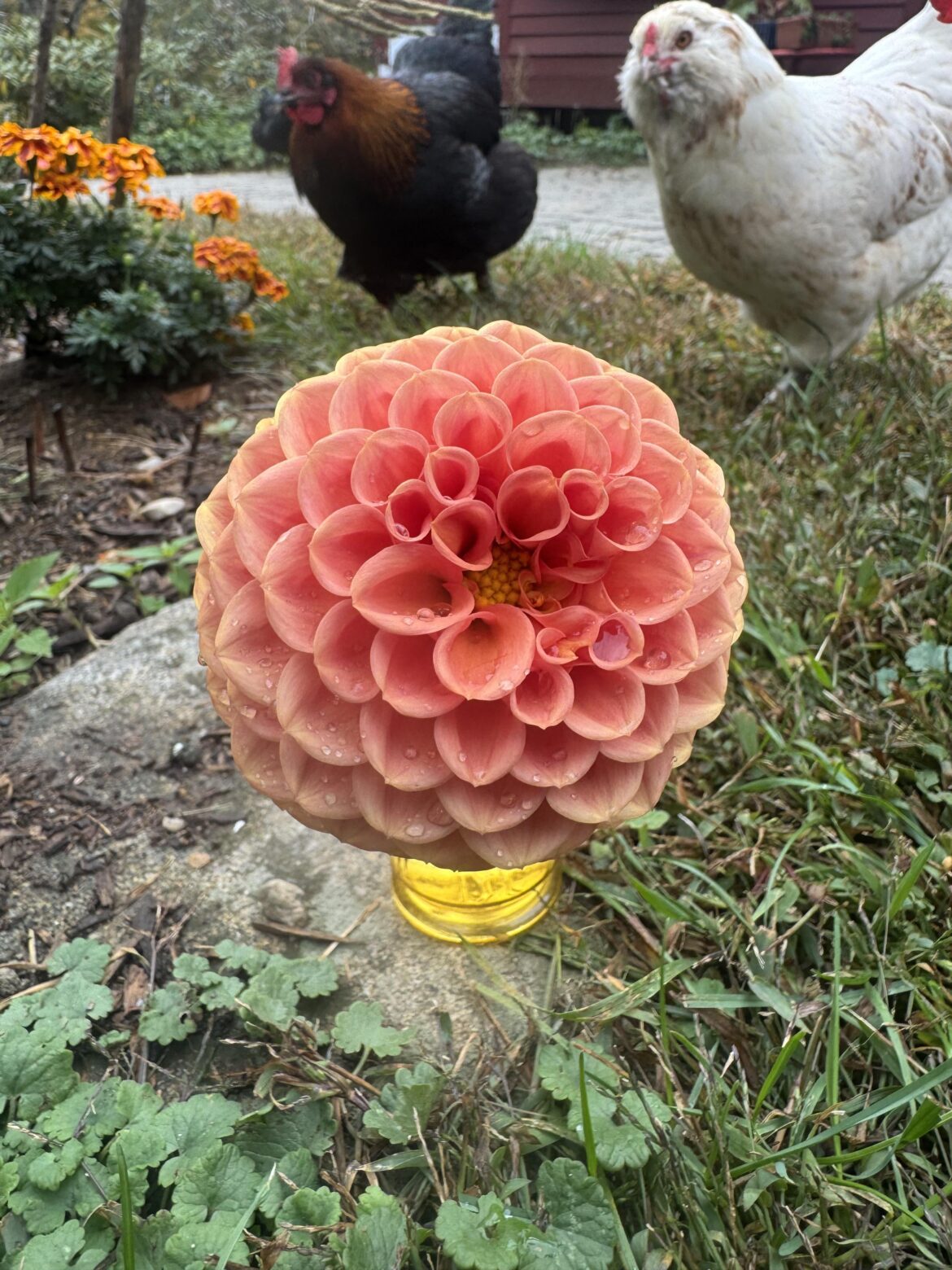 Dahlia’s: please give me your favorites and why.