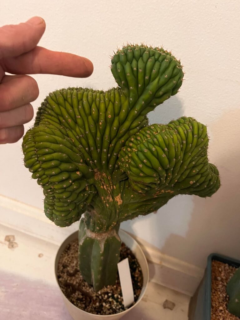 T. Pachanoi “Sasha” Cristata