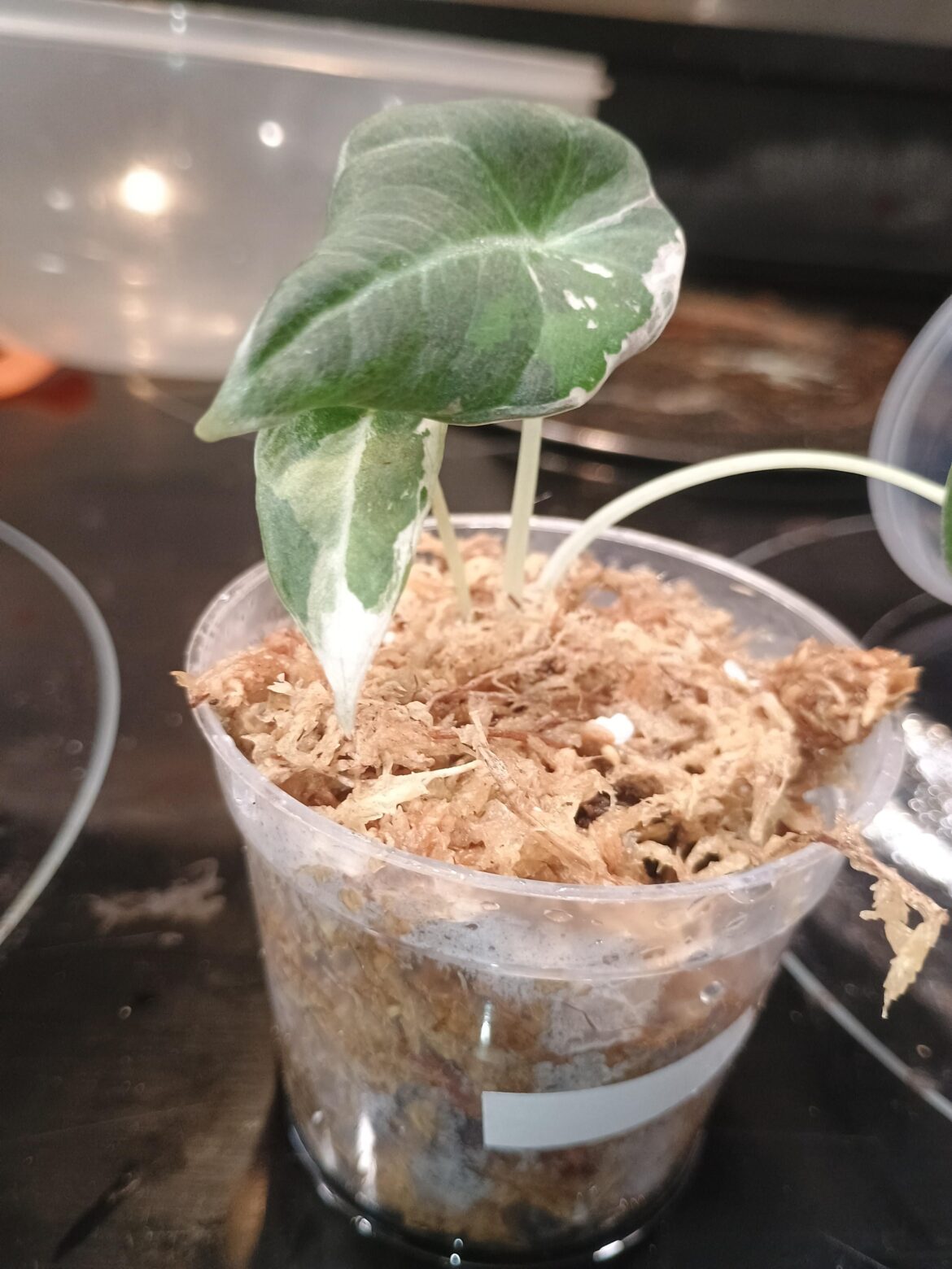 PINK BLACK VELVET..SQUEEE PINK BLACK VELVET..SQUEEE