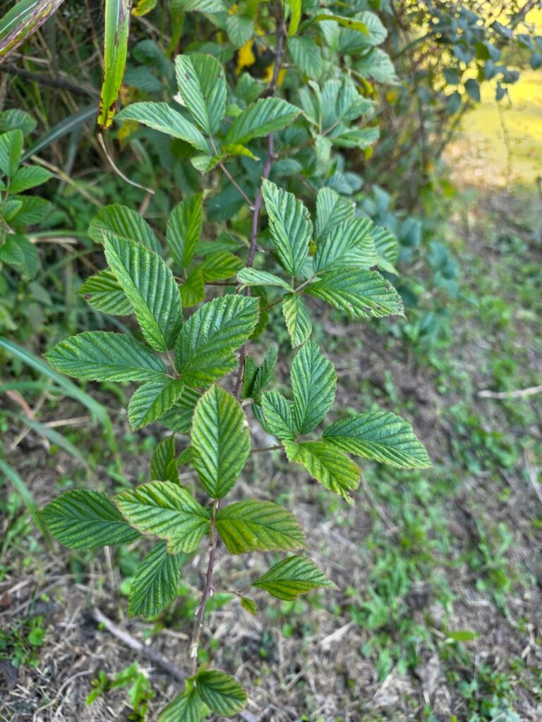 what kind of blackberry is this