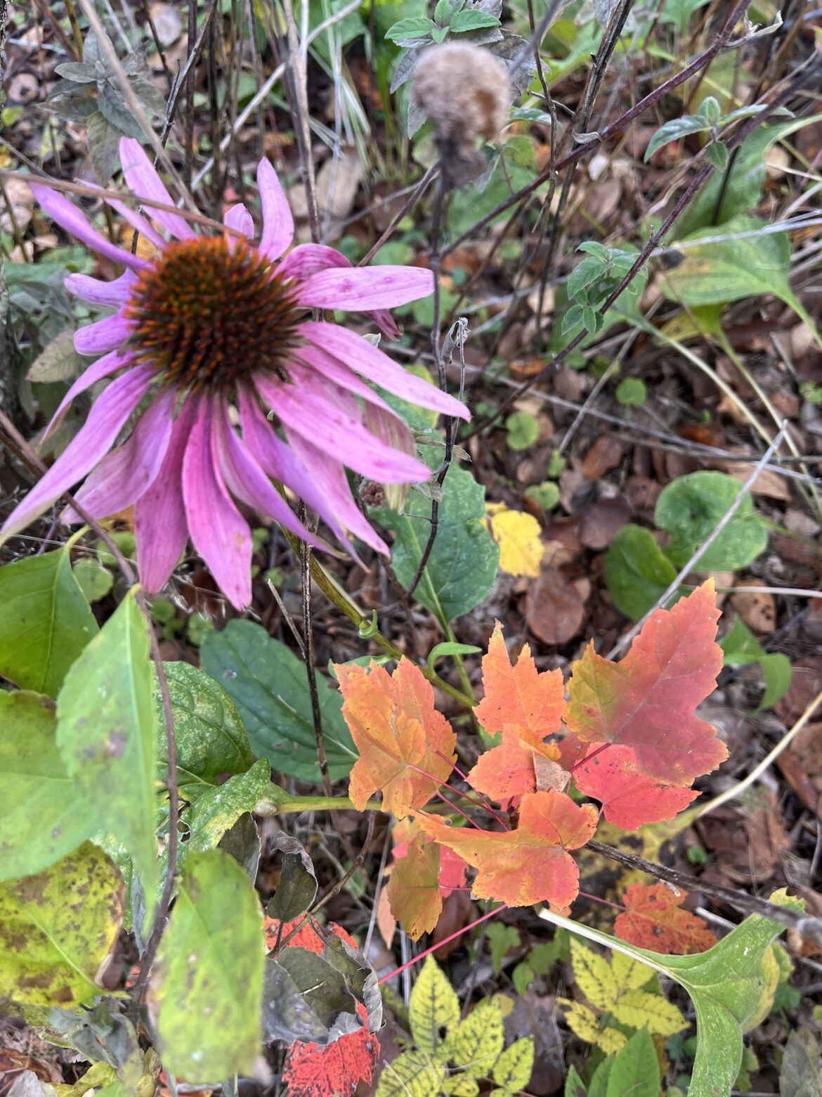 Stubborn Echinacea mixing summer & autumn colors 😍