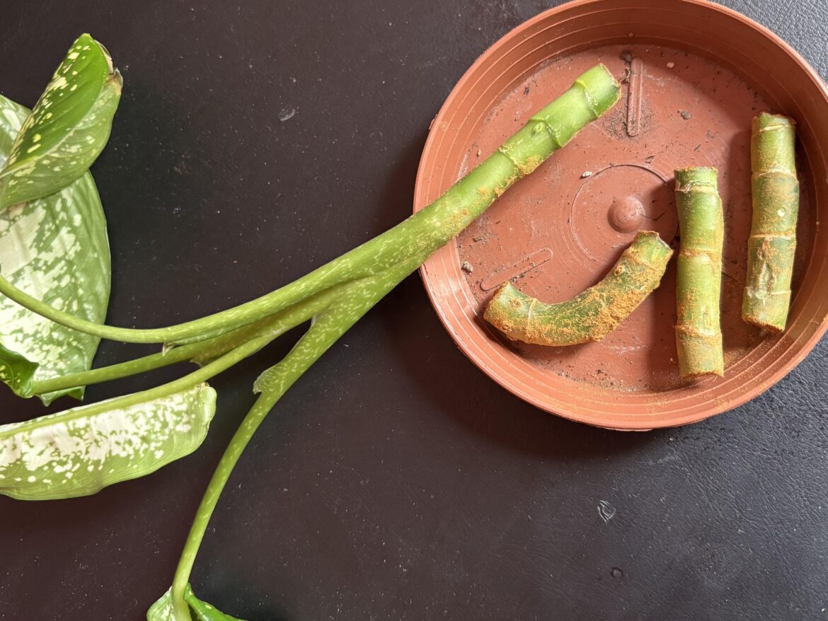 Help me propagate this dumb cane