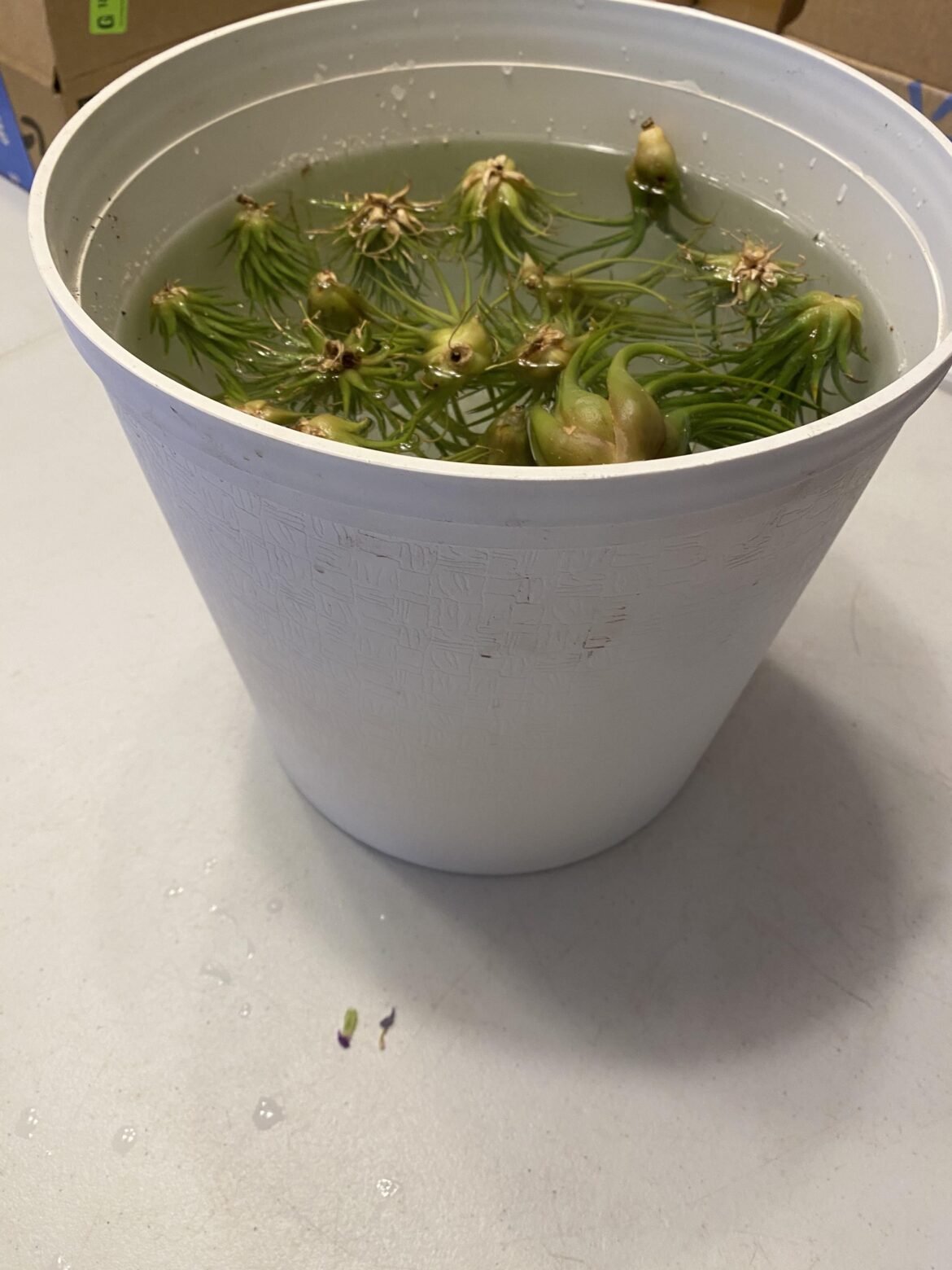 Missed the flowers…