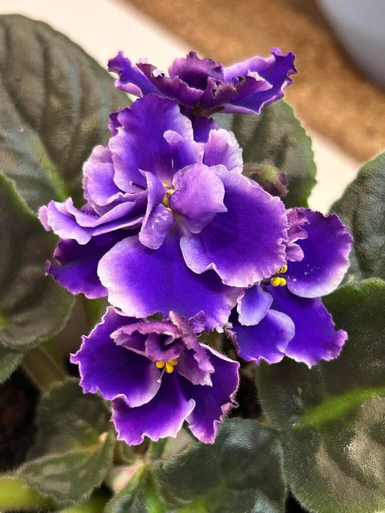 Surprise Blooms