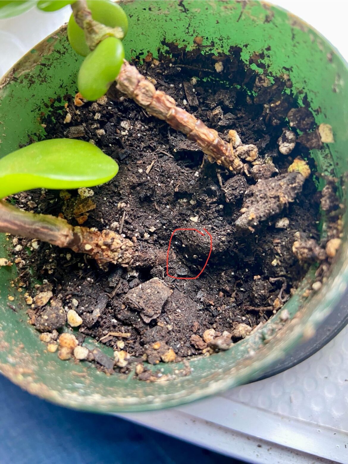 Small white soil bug