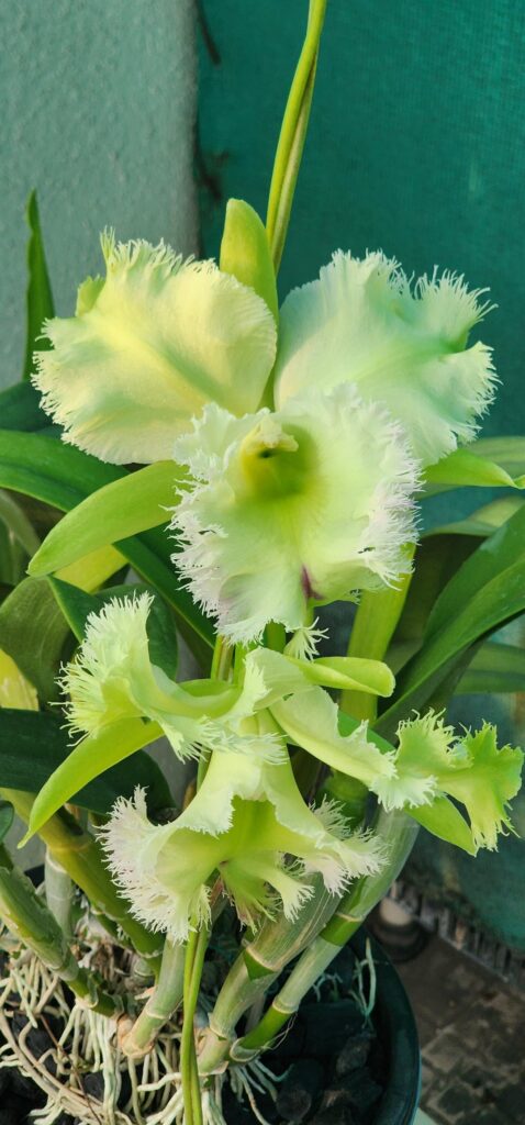 My Rl. Digbyana bloomed