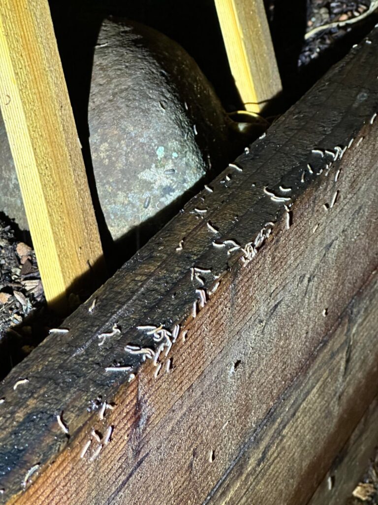Millipedes? Friend or foe?
