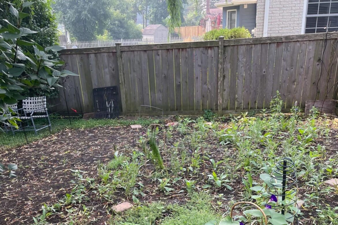 ‘All that hard work paid off’ One Reddit user shared before-and-after photos of their native plant garden, inspiring others to try rewilding their yards.