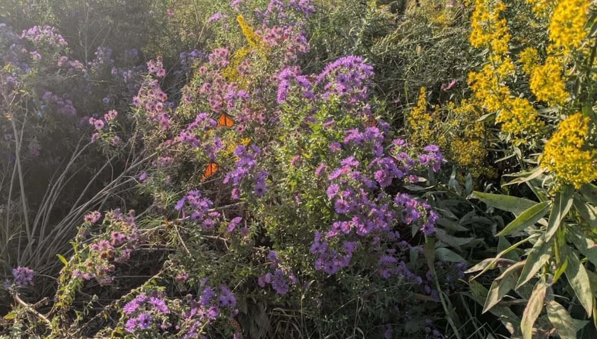 Homeowner shares devastating before-and-after photos of garden transformation following massive mistake: ‘I stood there shaking’ One Reddit user shared the horrifying moment when a clueless gardener destroyed their natural lawn.