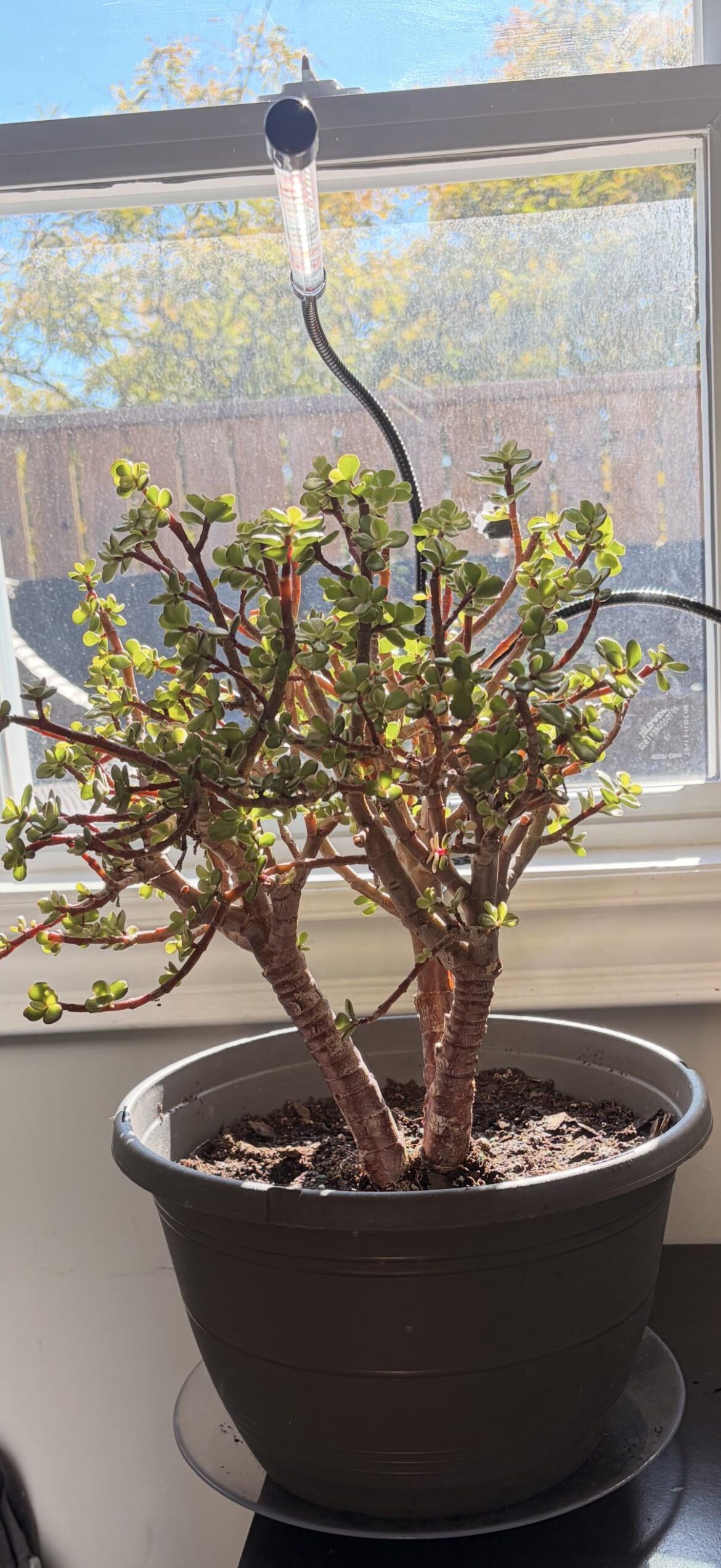 Any styling ideas for this tri-trunk Portulacaria Afra?