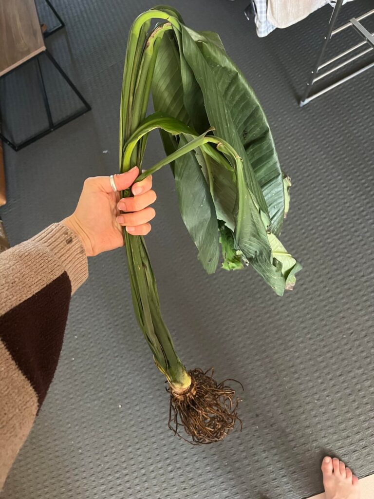 The saddest Peace Lily Sensation you’ve ever seen. The saddest Peace Lily Sensation you’ve ever seen.