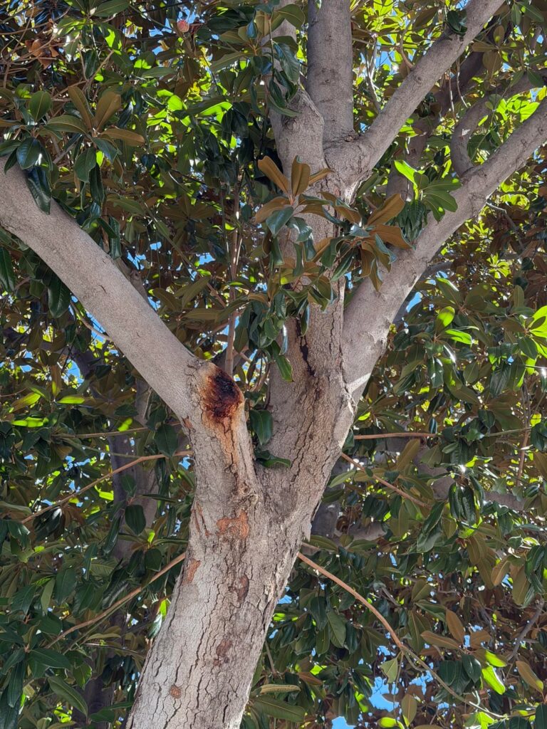 Moved into house recently and the magnolia tree seems to be getting these spots. None of the other neighborhood magnolias have these.